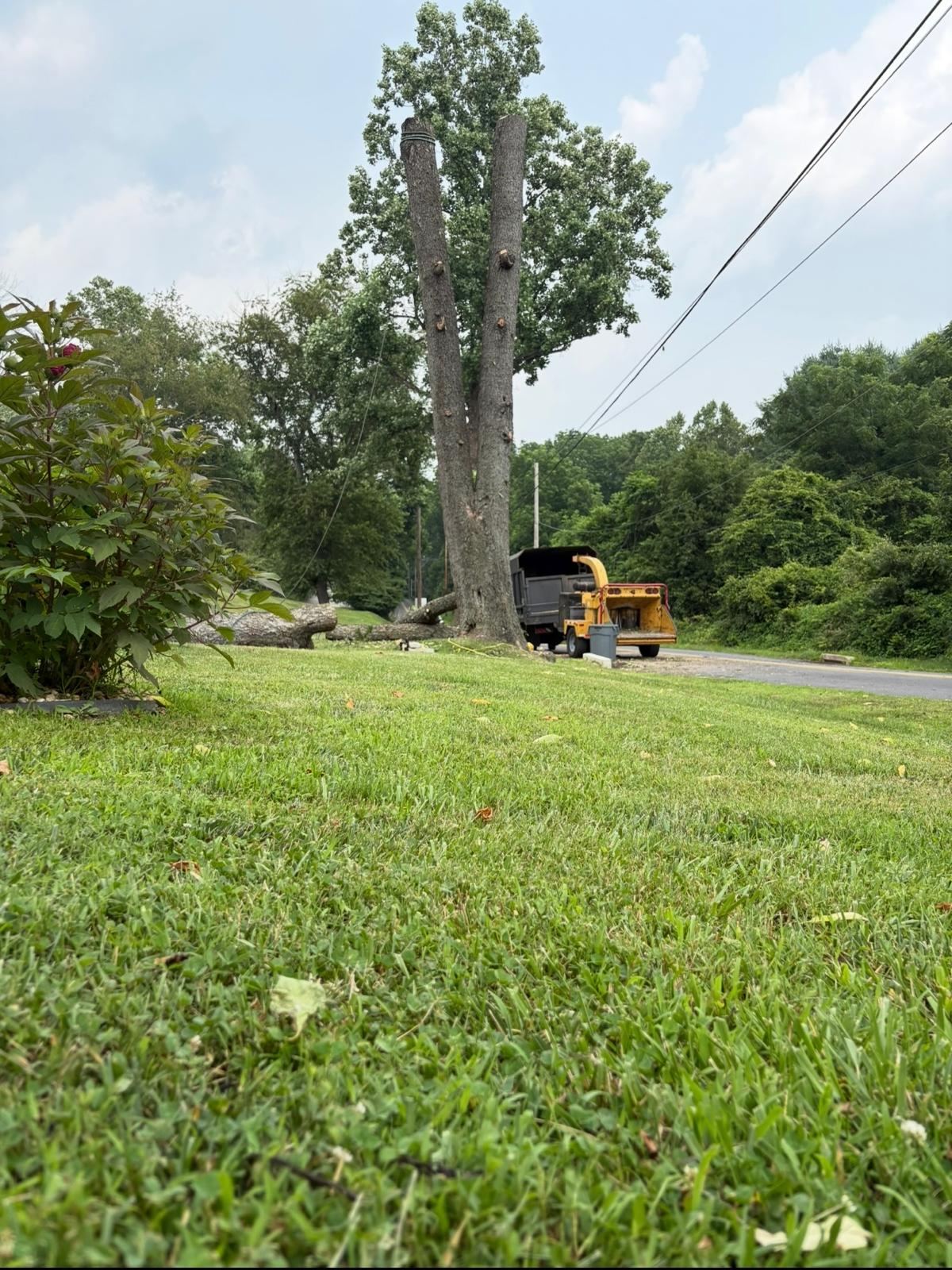 Tree-service project photo supplied by Jacob Tree Services.