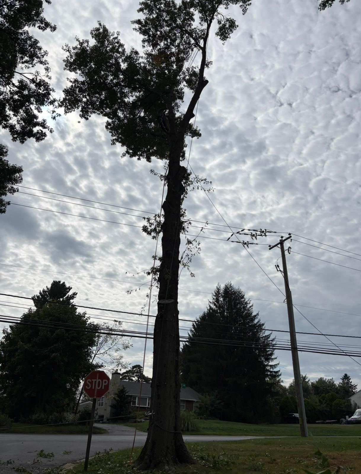 Tree-service project photo supplied by Jacob Tree Services.